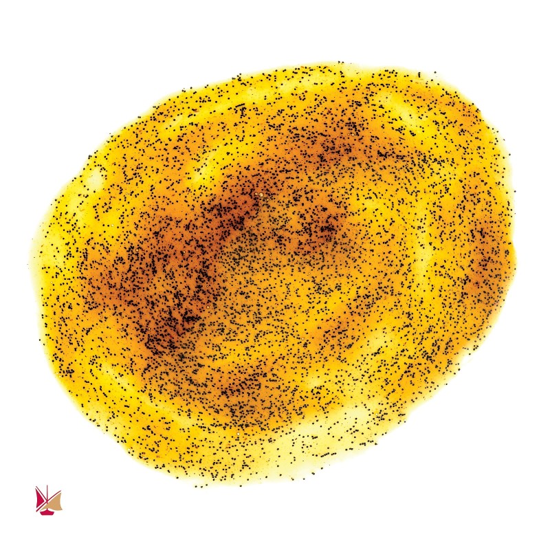 Pâte de Vanille avec les grains de Vanille