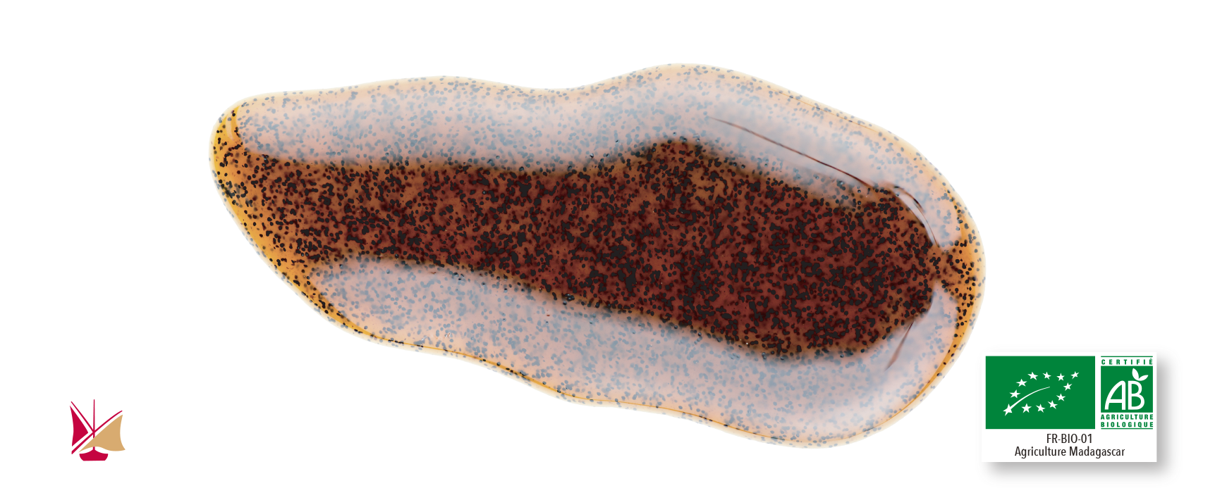 Extraits liquides de vanille