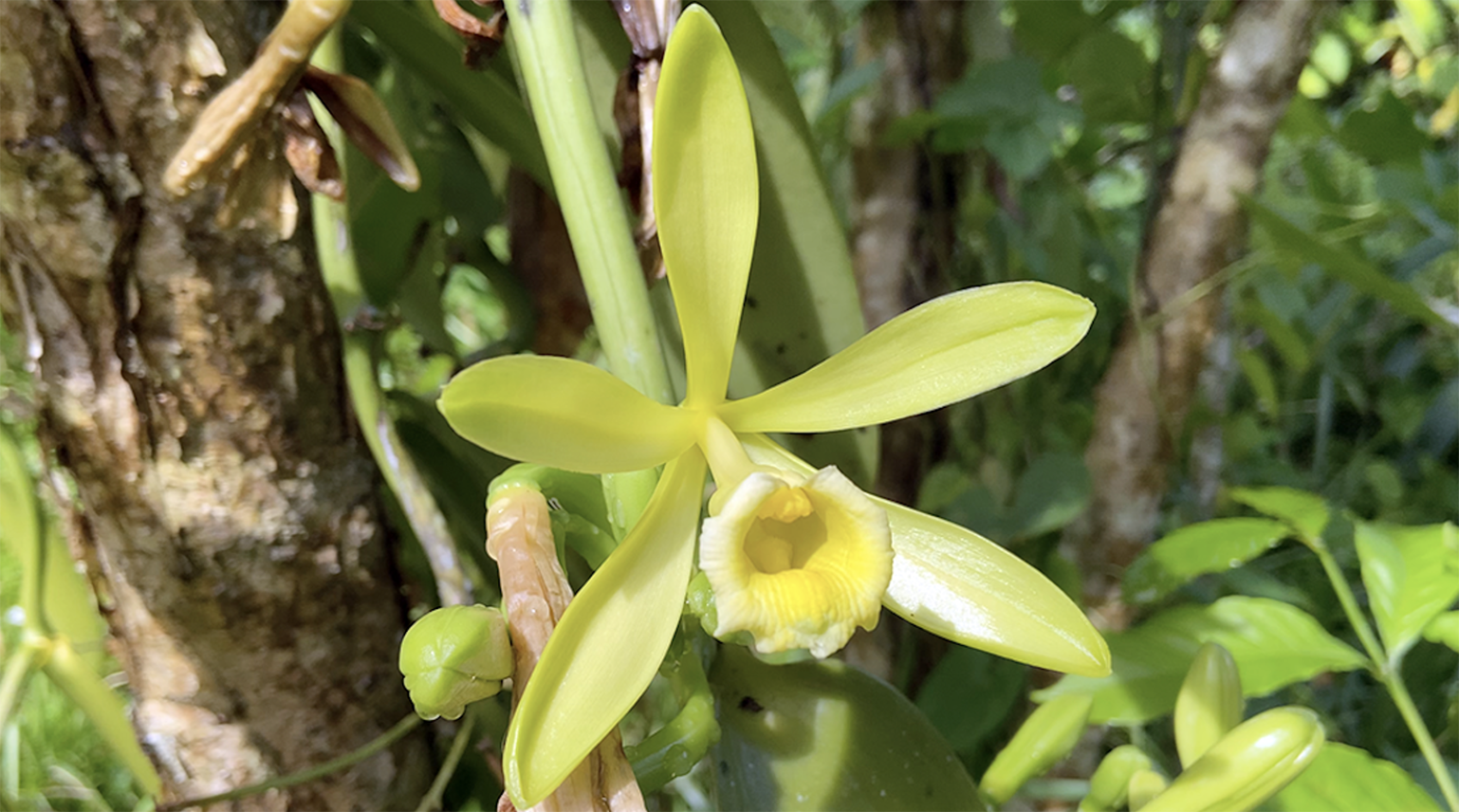 Fleur de Vanille LAVANY Bourbon de Madagascar fraichement éclose non fécondée